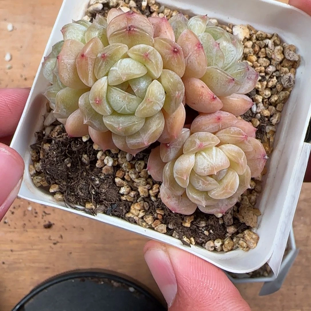 一物一拍麦秆糖心06135