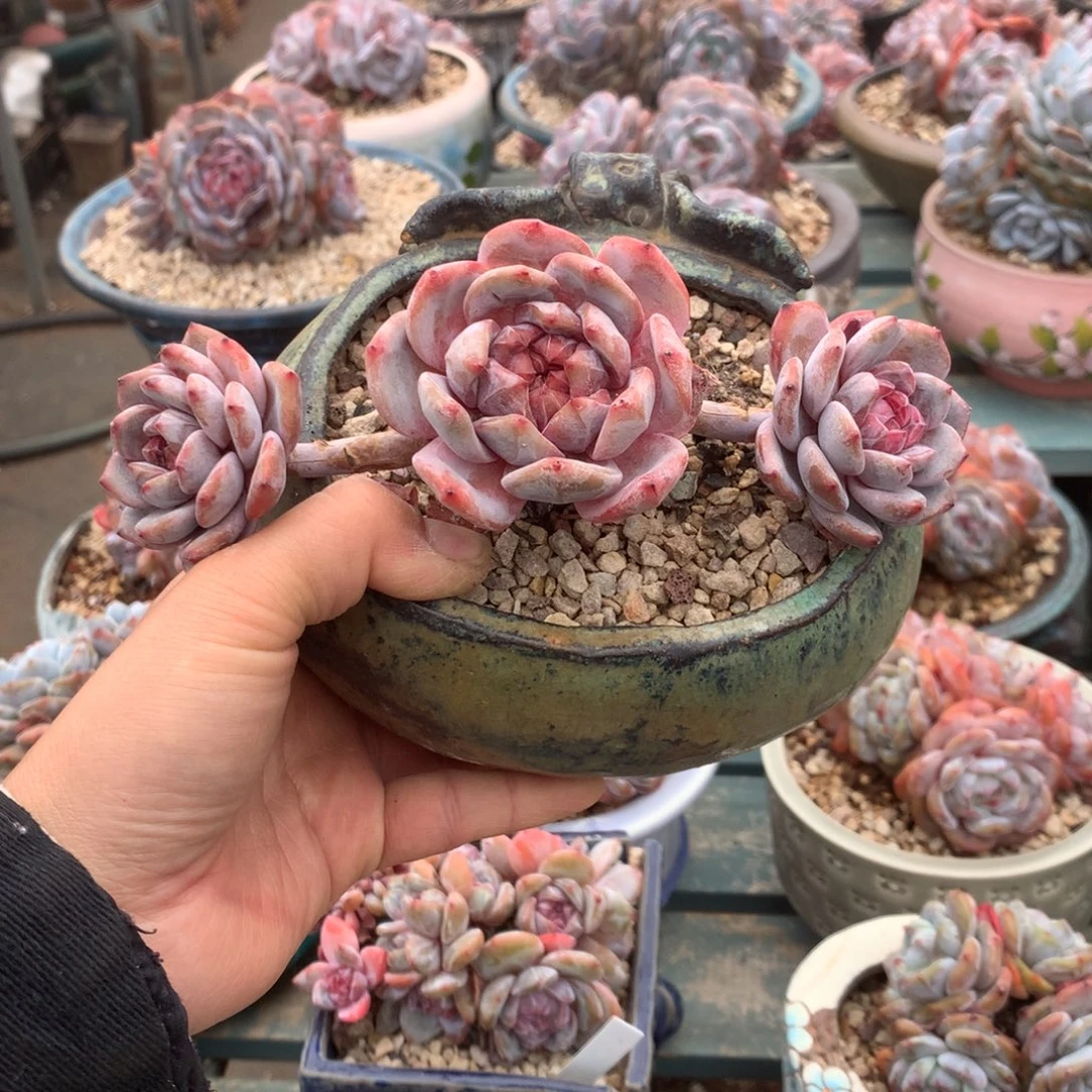 无花朵哈哈哈哈哈哈哈哈26