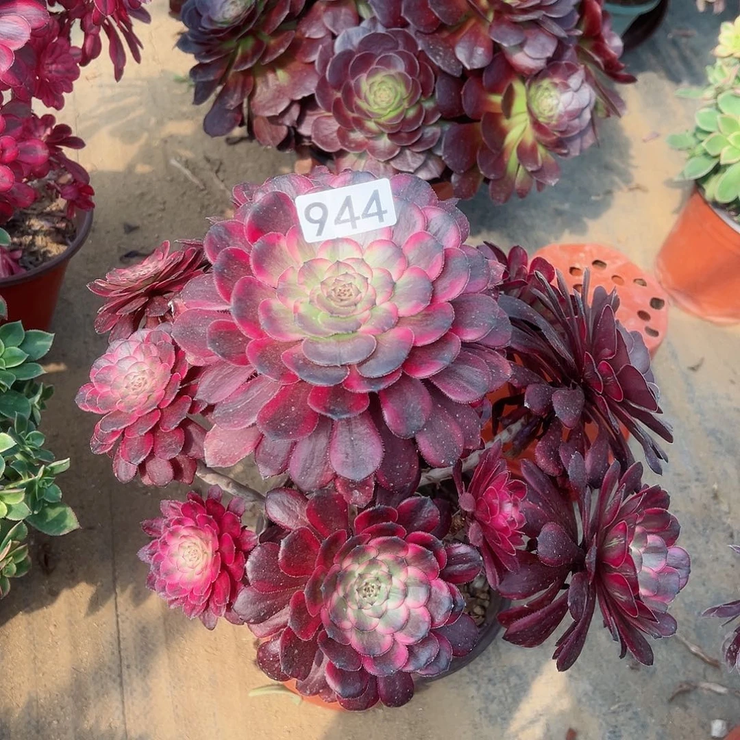 紫砂茶宠有断枝红金刚老桩944