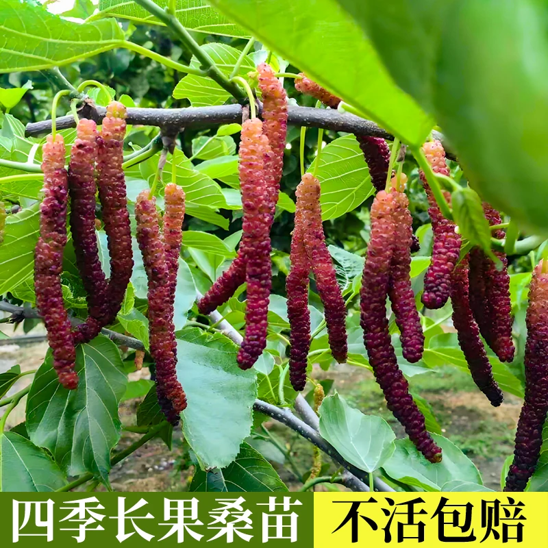 台湾四季长果桑树苗桑葚水果树苗盆栽地栽当年结果易栽培丰产带土