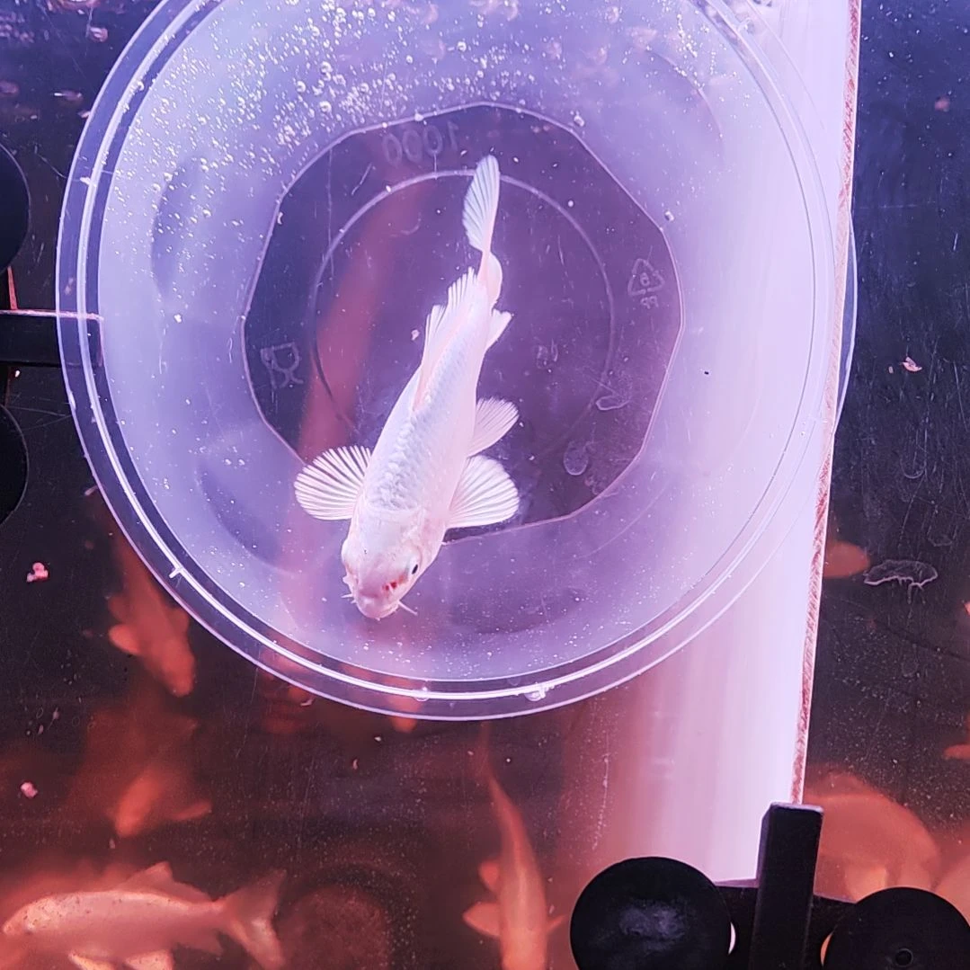 蝴蝶鲤鱼天然圆头鹰嘴