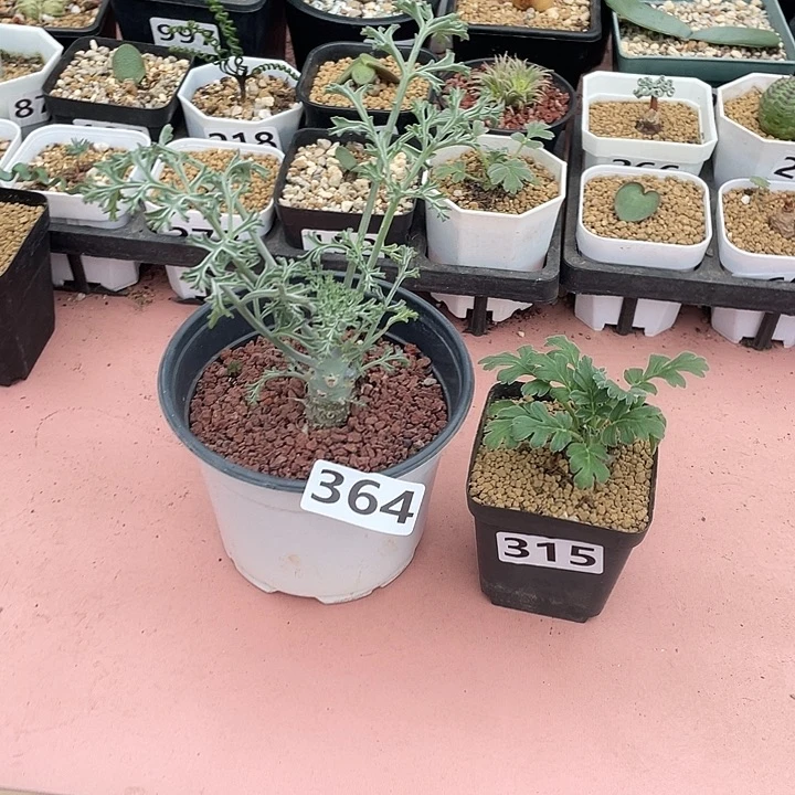 候***归364沉香鹿茸➕红花杨葵