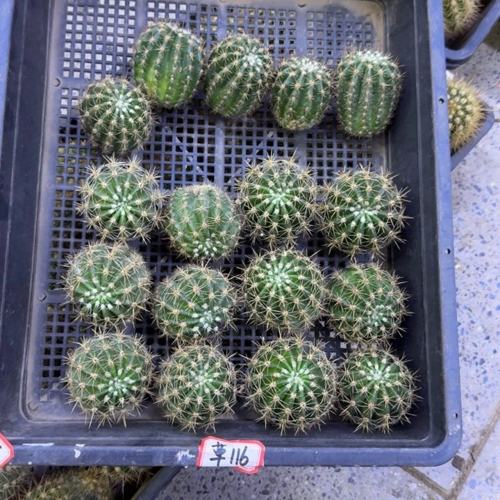 350彩草116歪无根侧牙4公分左右，20包邮