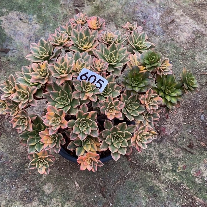 甜茶多肉植物605