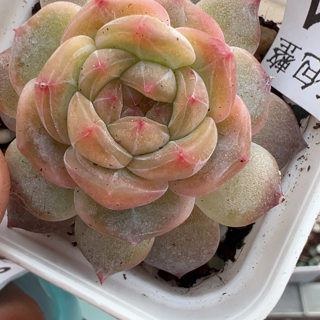 小卡拉米糖心一物一拍30-41