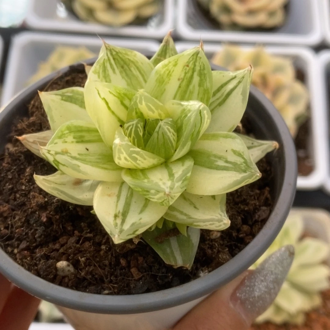 169金之华锦锦锦锦锦锦