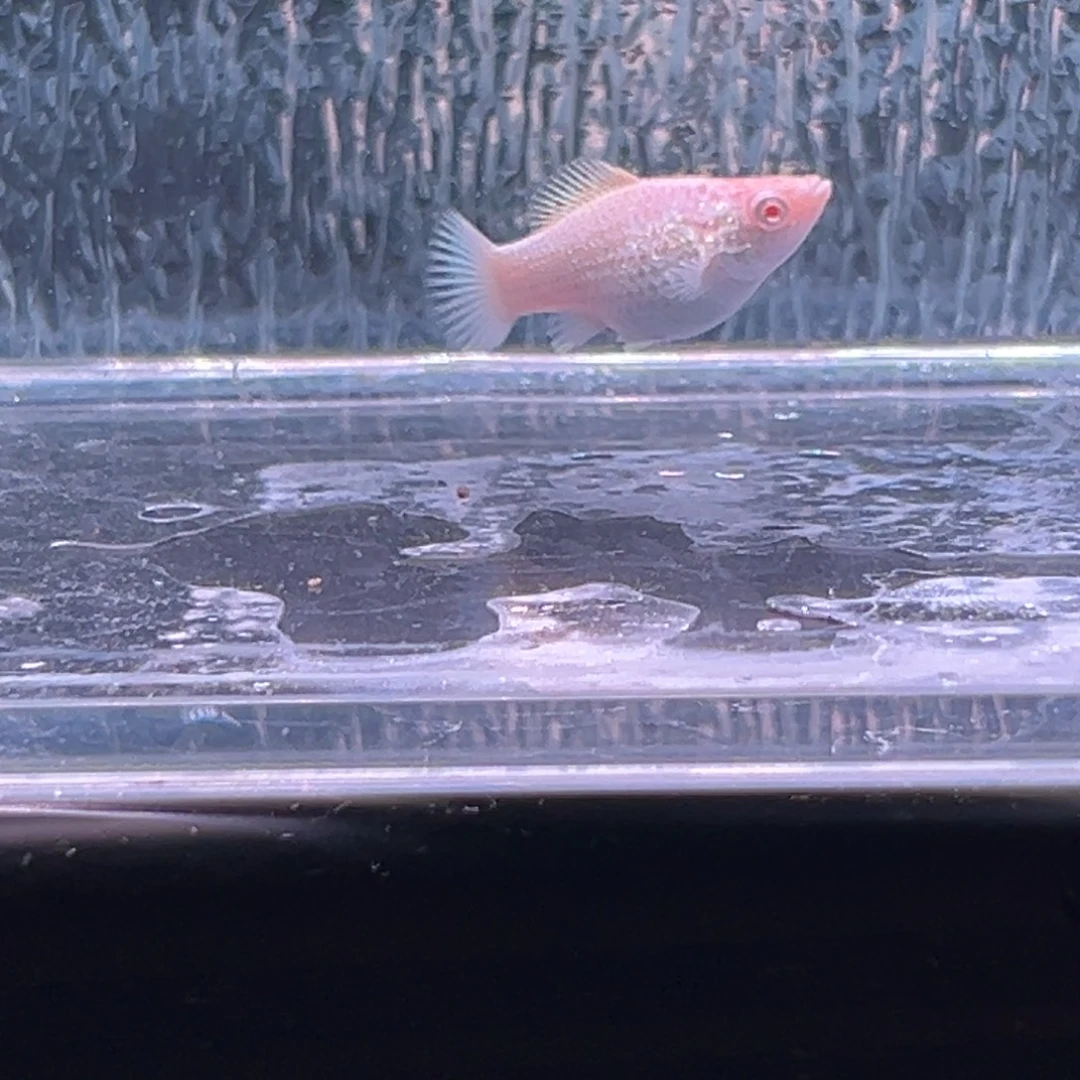 孔雀鱼玛丽鱼一条