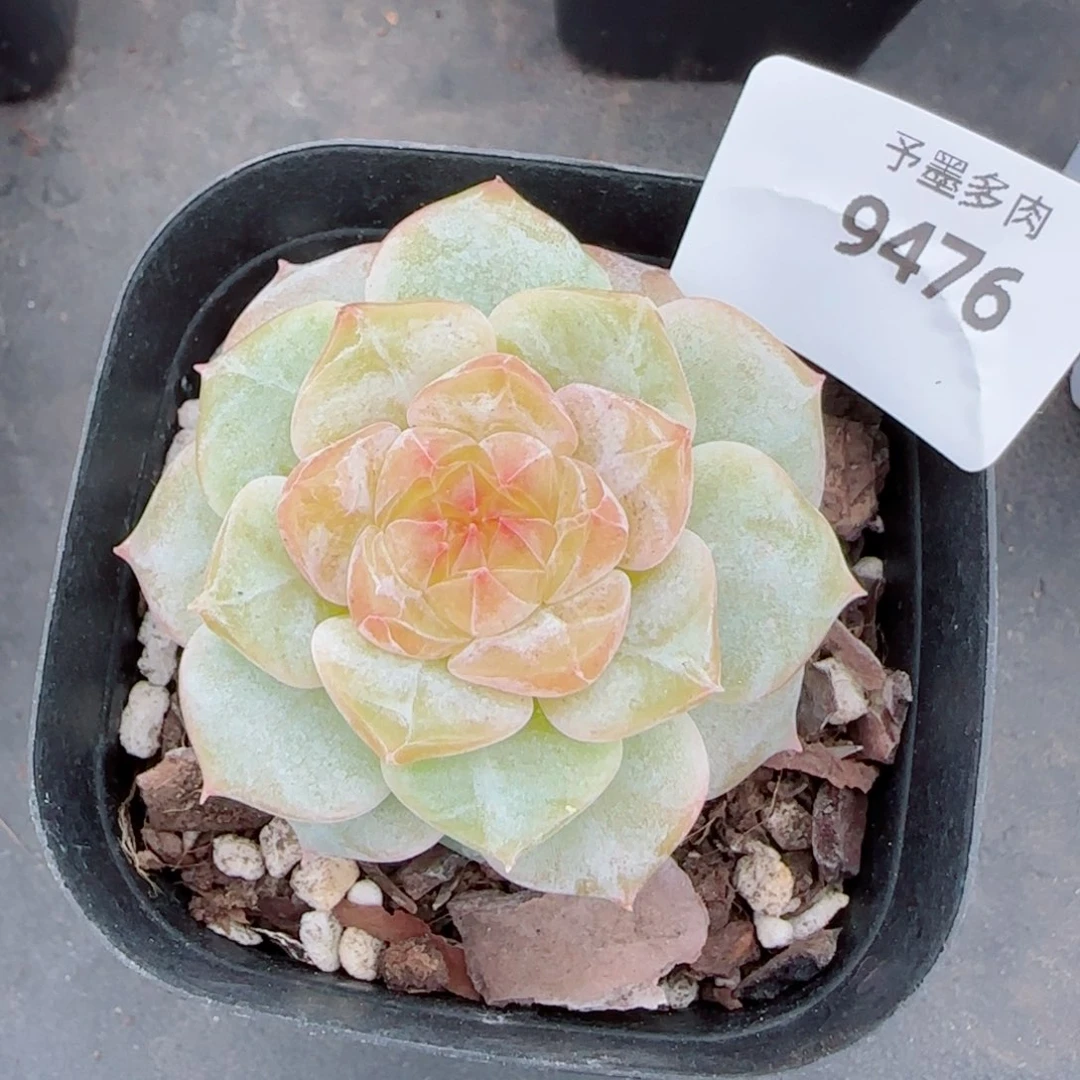 奶芙，9476多肉植物