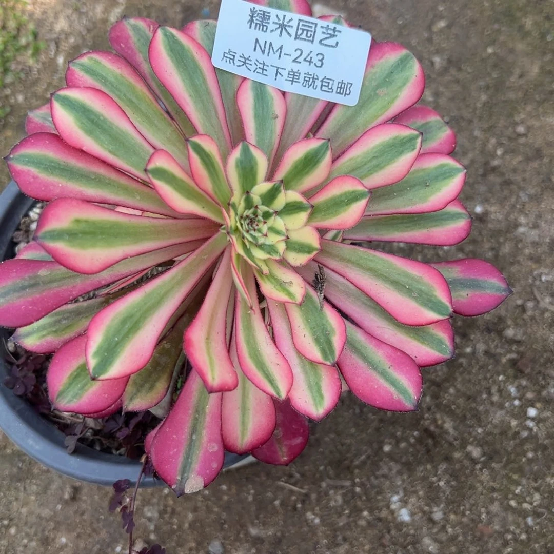 同七彩腹轮锦多肉植物243