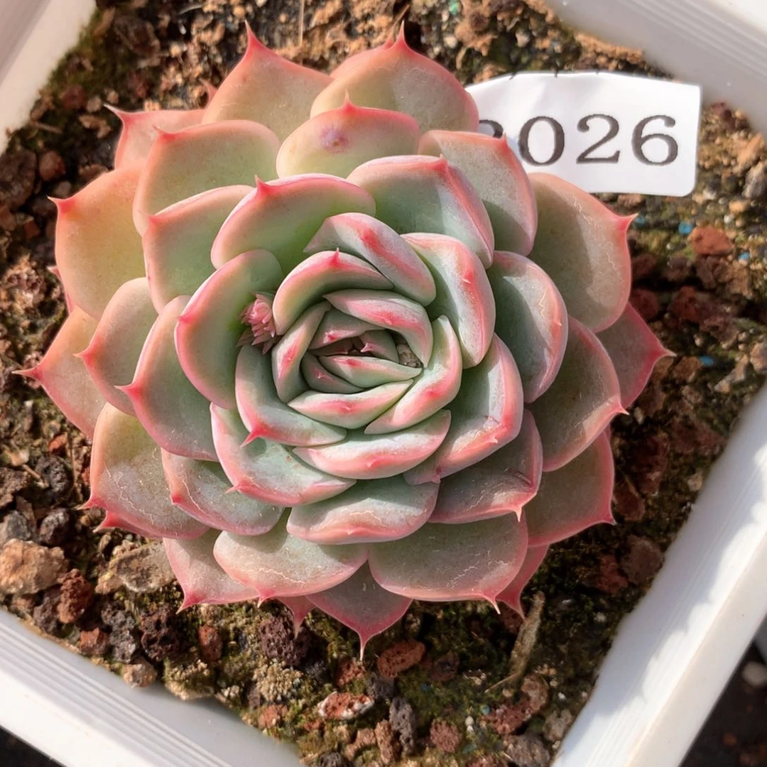 云*༊3026杂交多肉植物