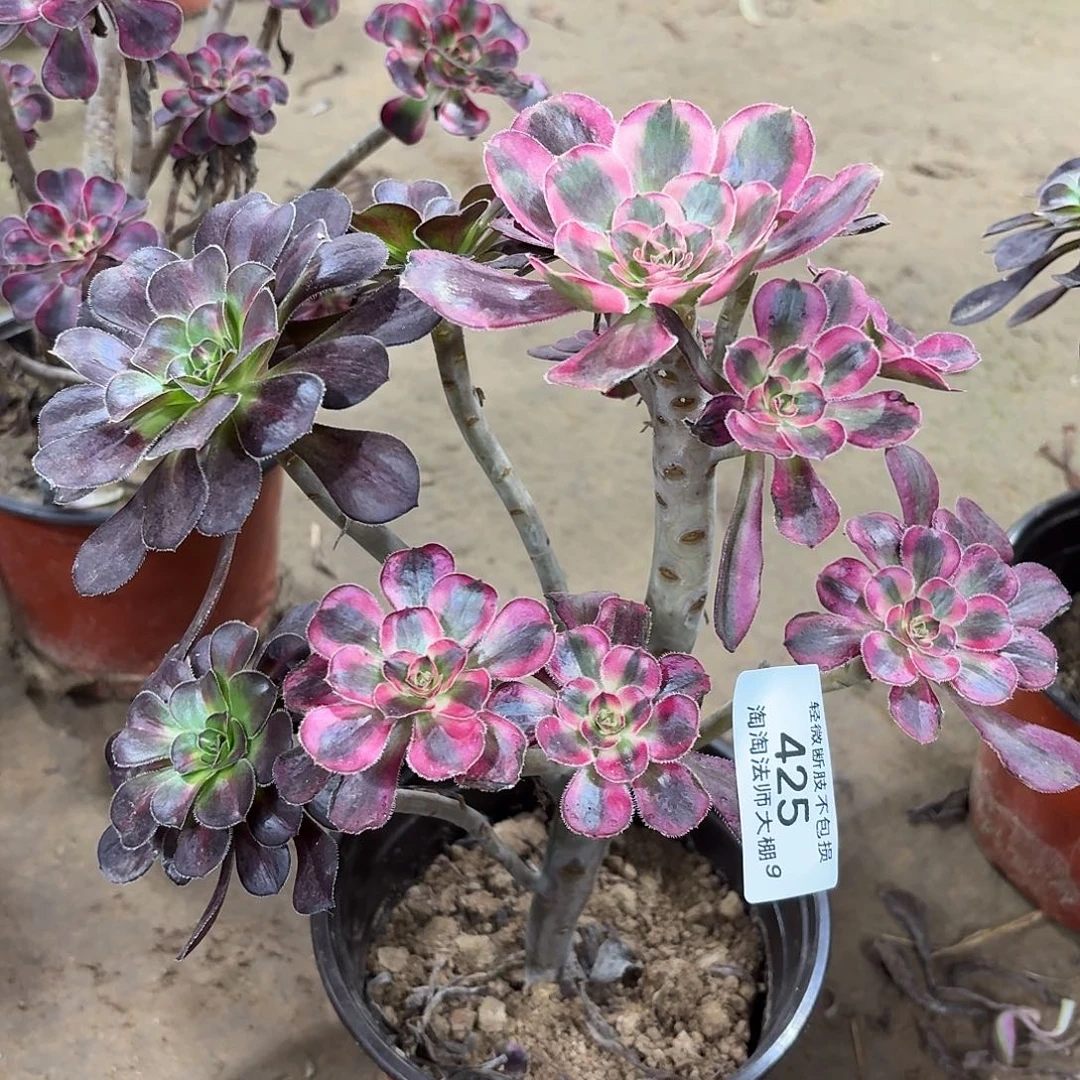 425丽娜多肉植物法师