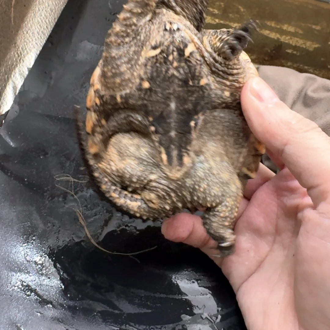 小鳄龟不分公母11