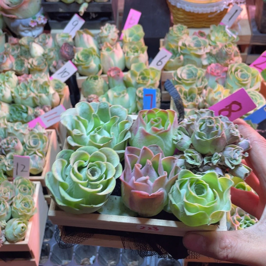 ****張山地玫瑰多肉植物花卉223