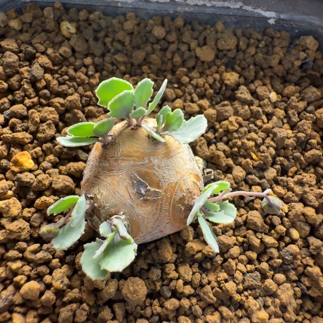 格加厚墩菊973 仙人球