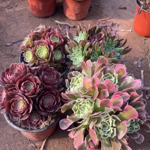 716多肉植物组合