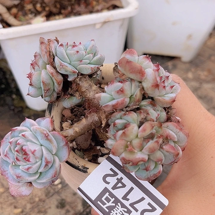 天鹅绒27142多肉植物