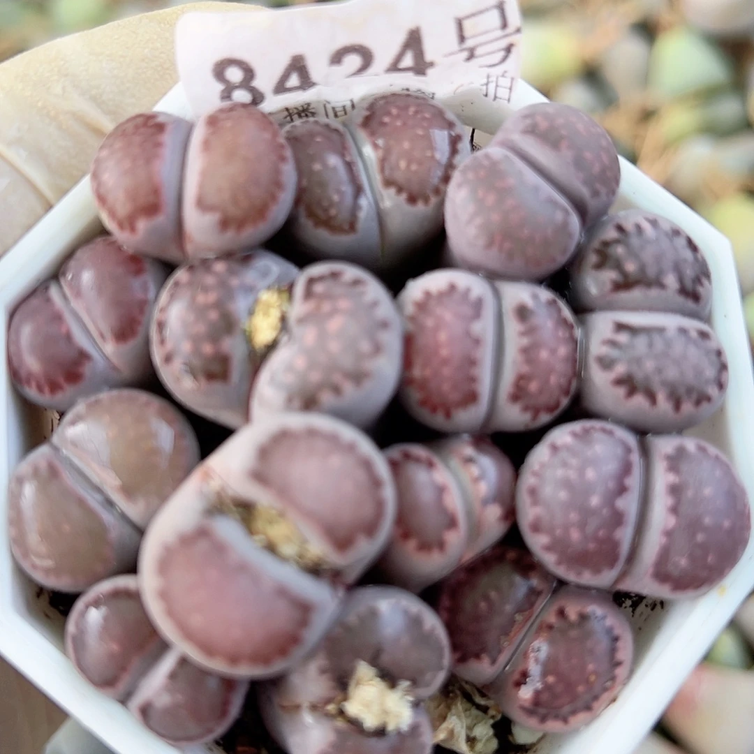 8424 好养易活生石花大母本