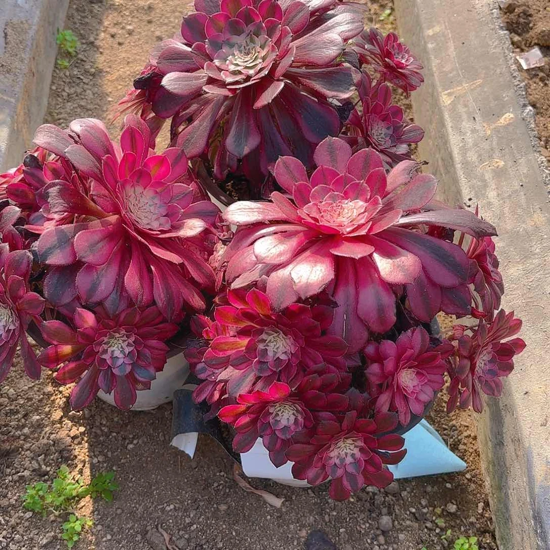 铜壶多肉植物三颗不周正