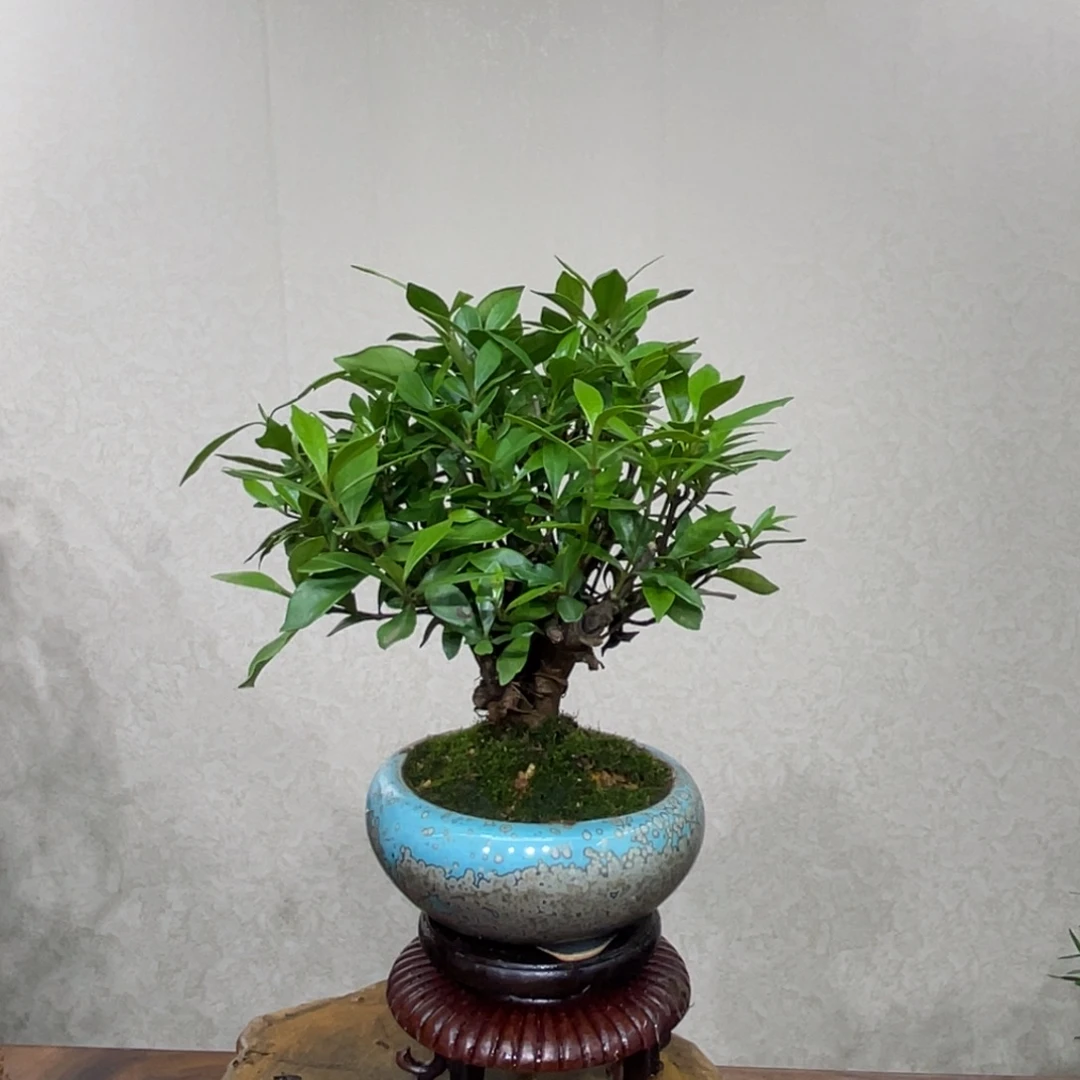 凤***翔无花朵222558888966358