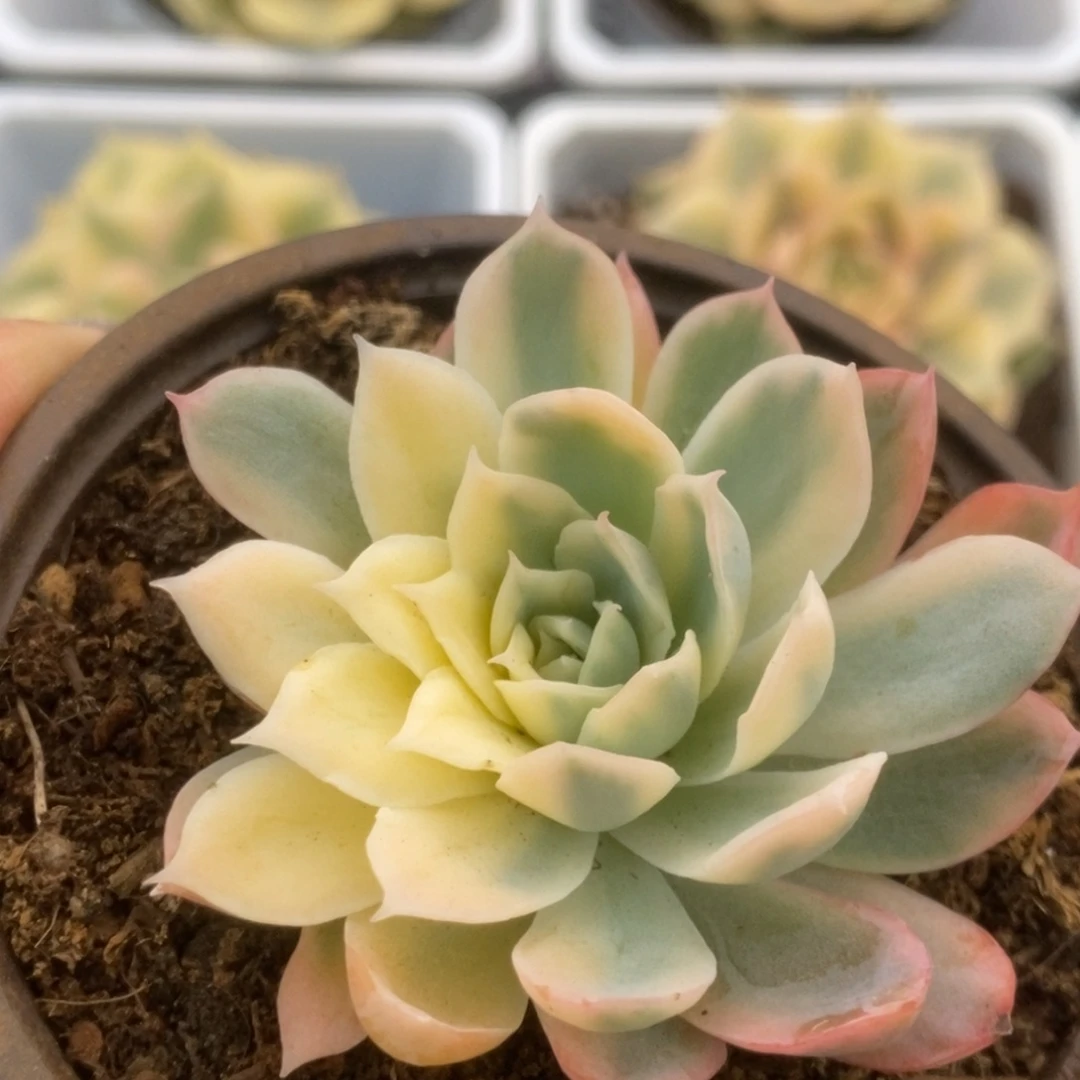 098紫罗兰锦锦锦锦锦锦锦
