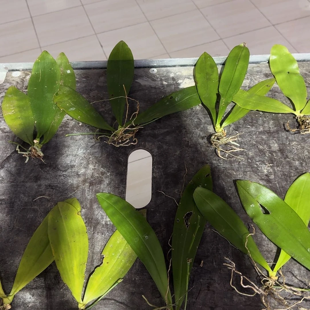 完全开放秋*白鹿角变种飞机