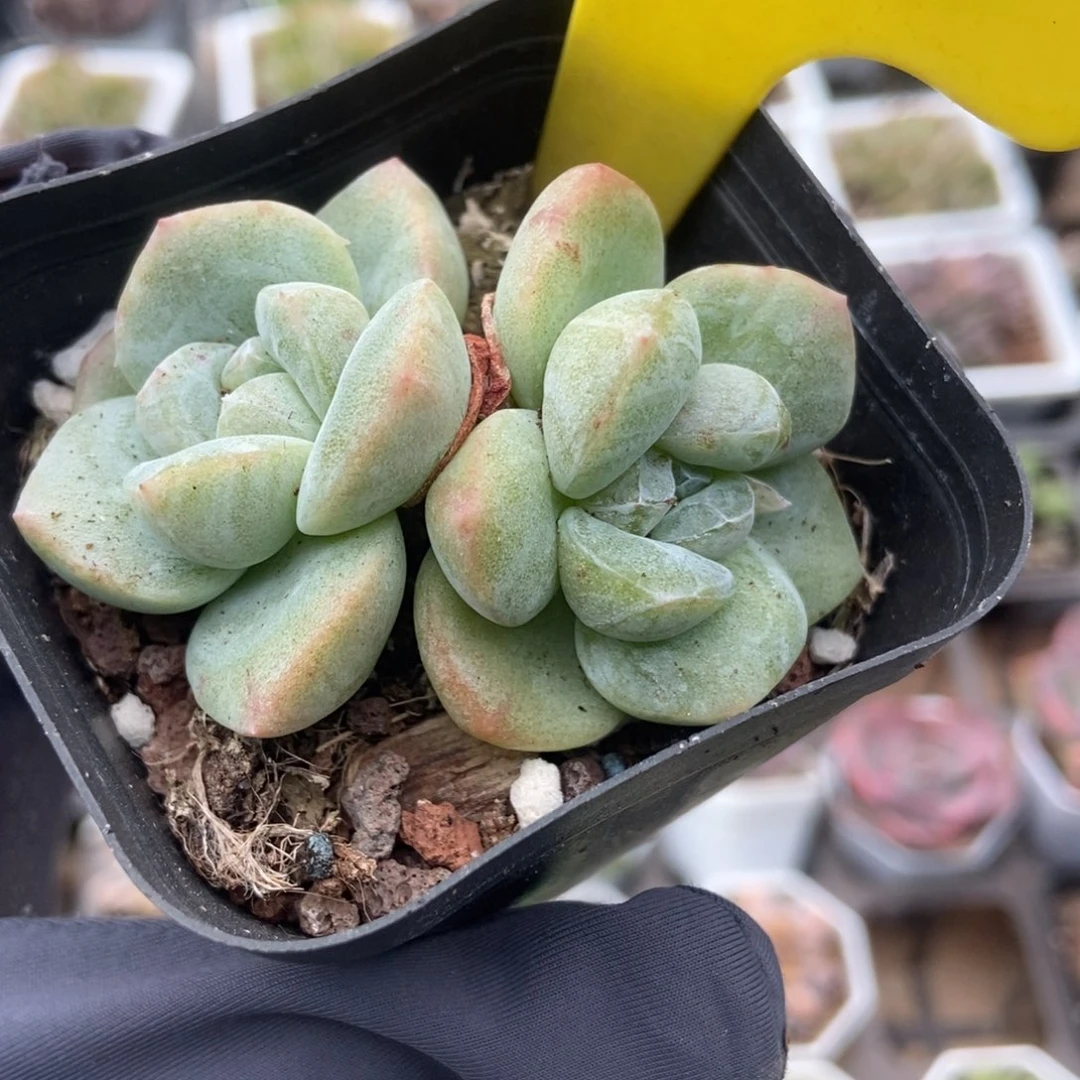 1860冰玉石化多肉植物保护