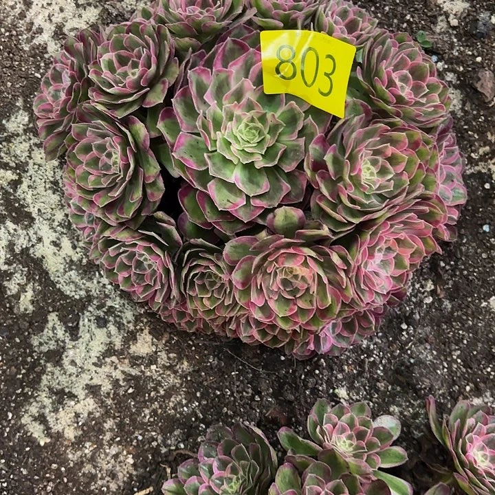 多肉植物福利803个