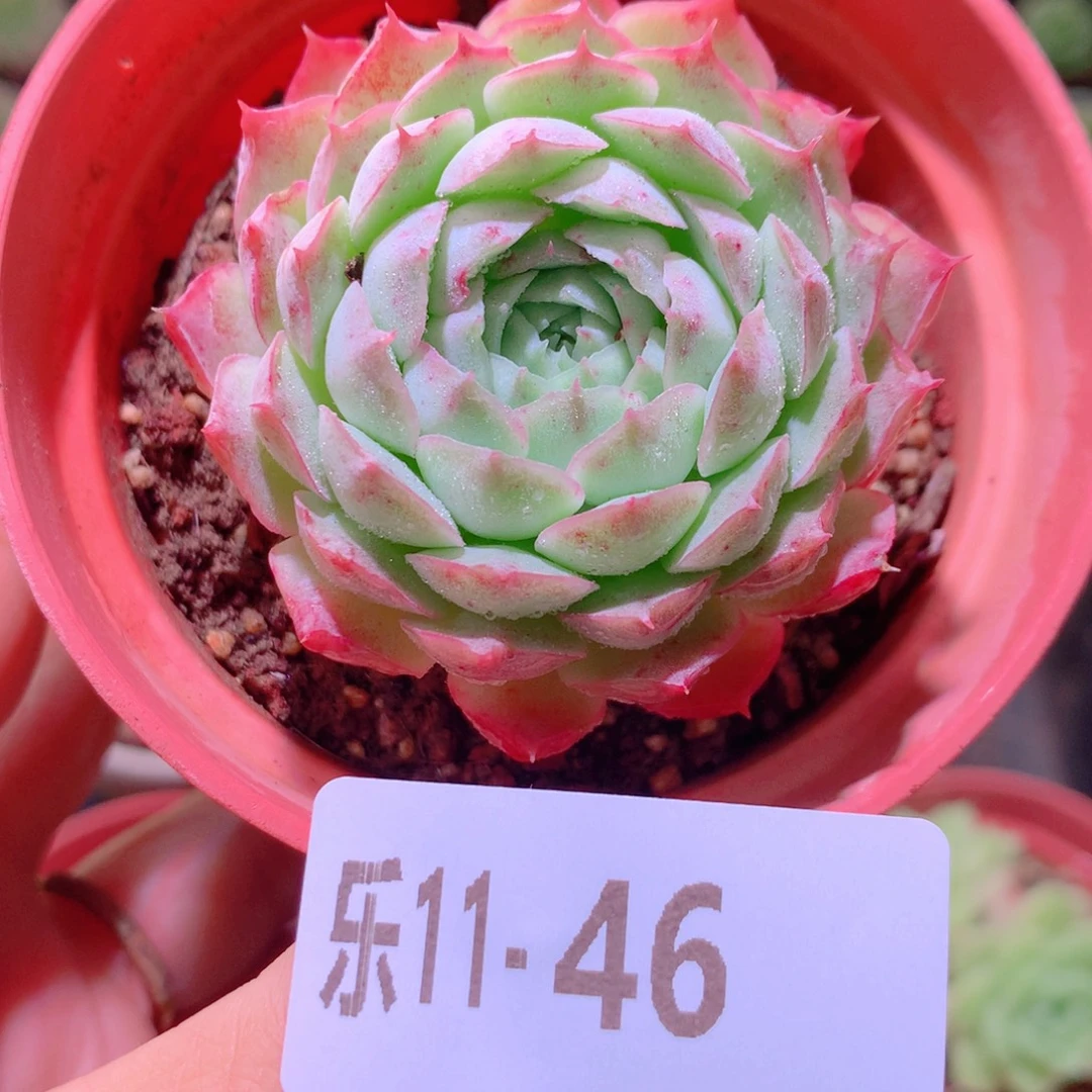 乐然11-46 朱砂痣