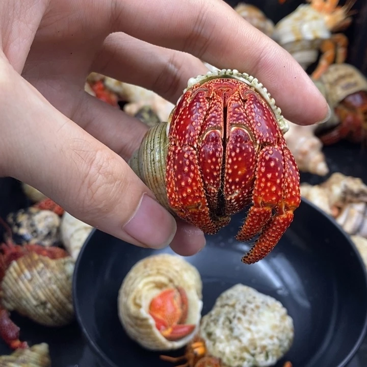 3.5口车厘子斐济草莓