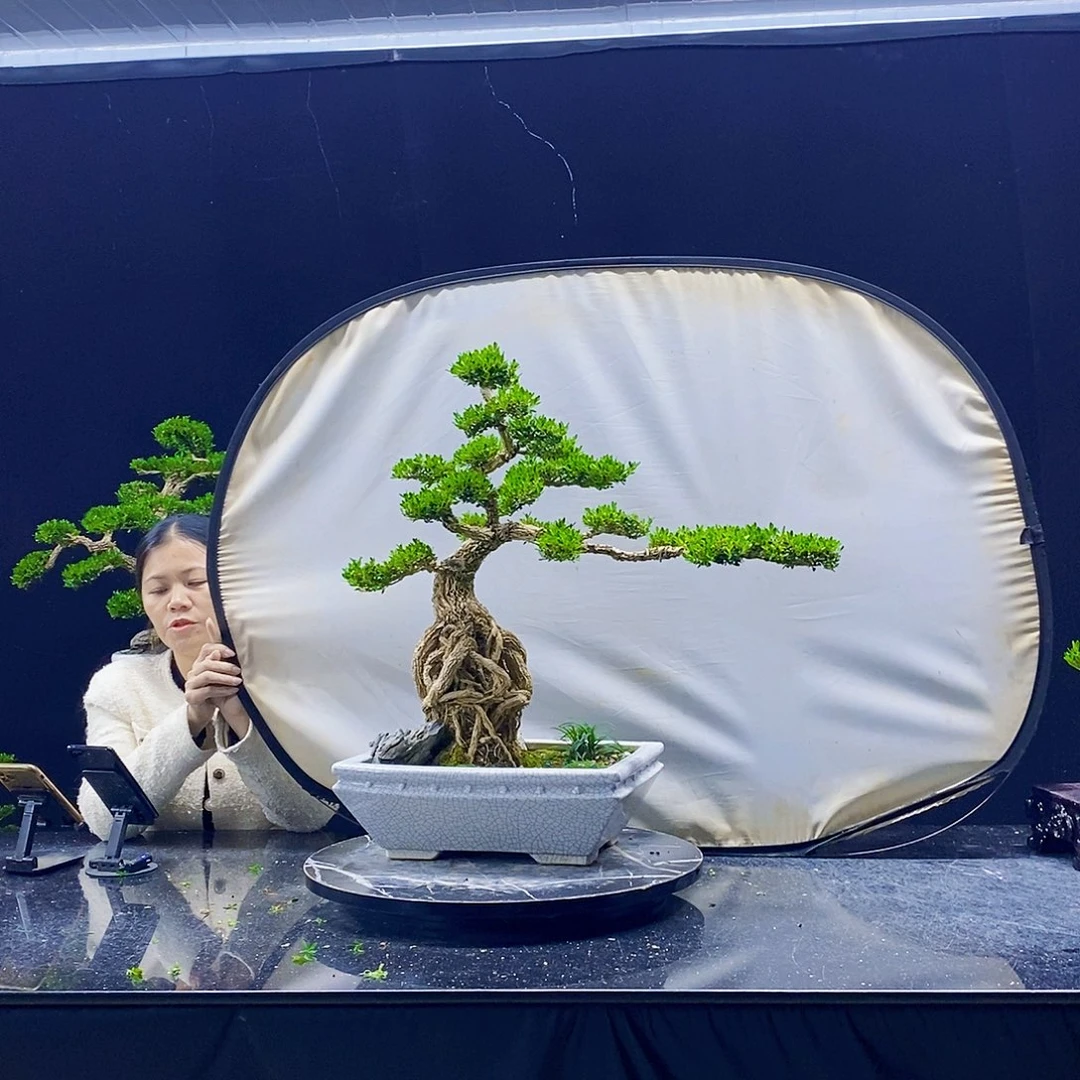 无花朵黄杨盆景造型