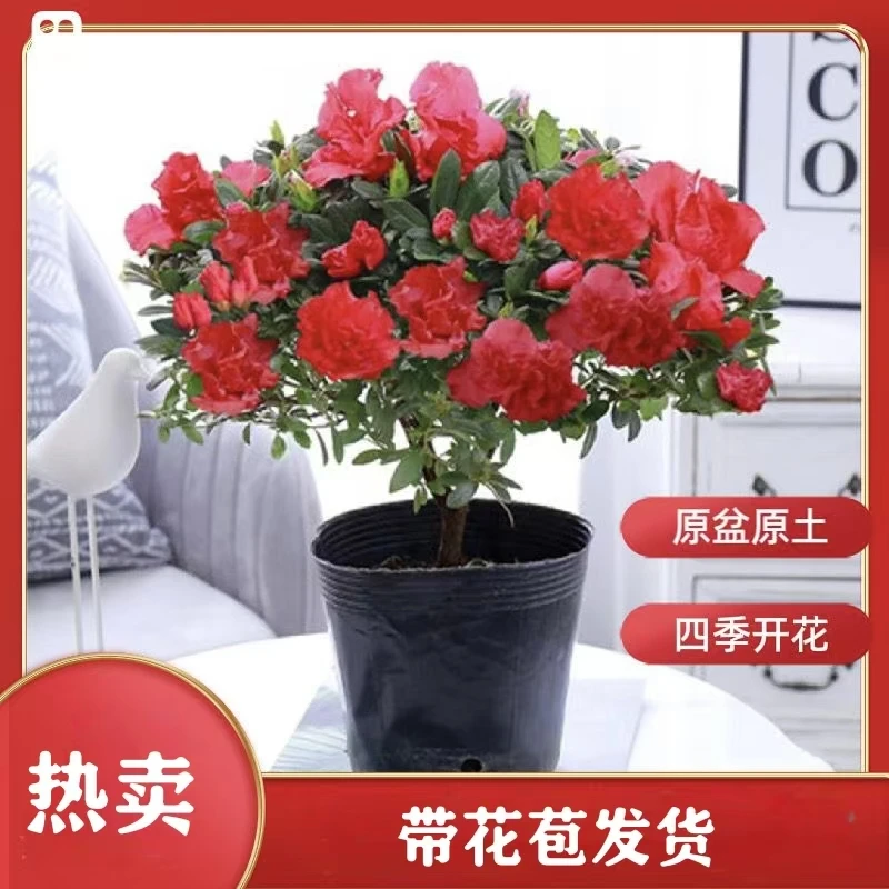 带花苞杨梅红杜鹃花盆栽室内外好养四季开花绿植花卉