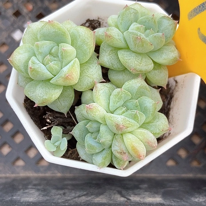 多肉植物甜心石化958多肉