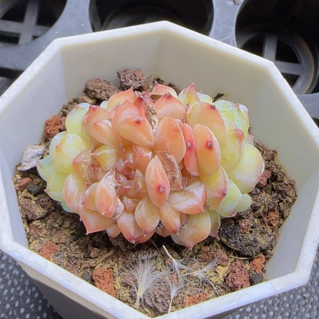 你***。冰魄朵朵一颗精控