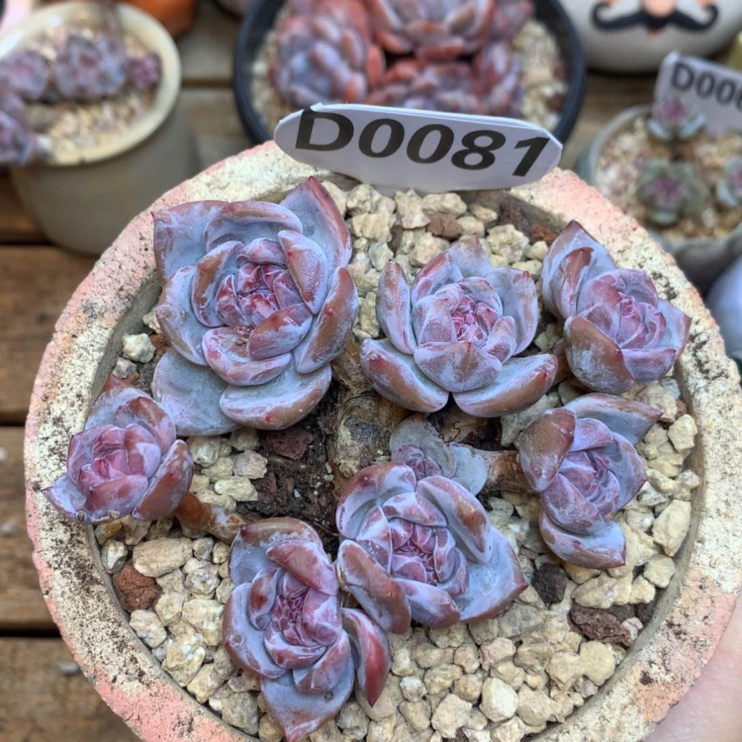 D0081 星影 小脸10cm