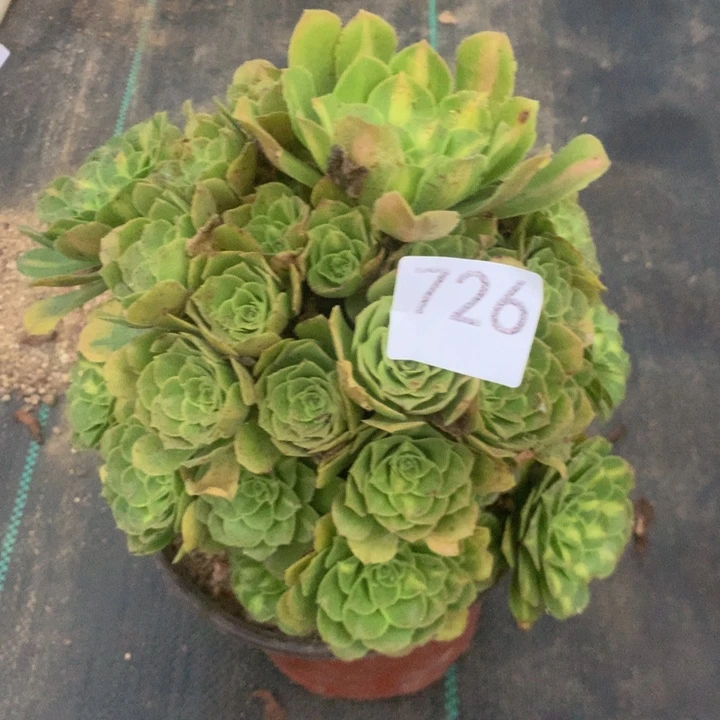 静***726绿多多多肉植物