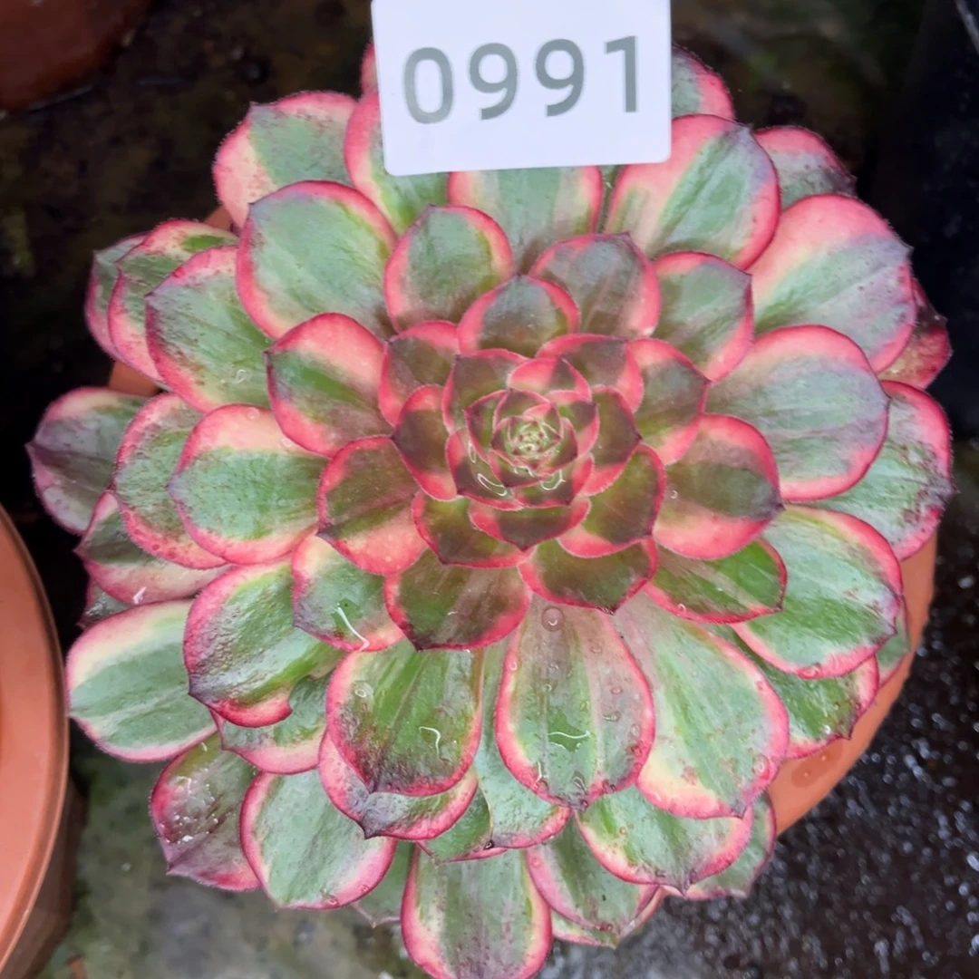 新品黑魔锦特价多肉