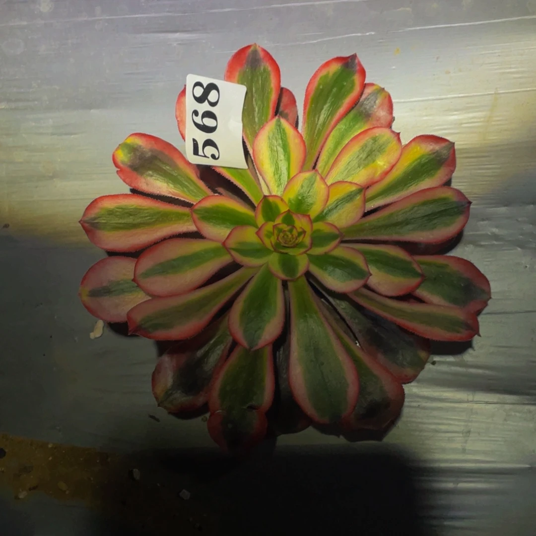 初恋多肉多头植物568