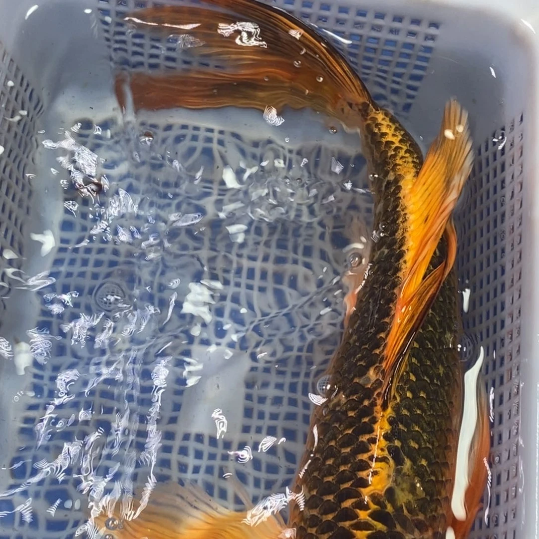 锦鲤冷水锦鲤包邮
