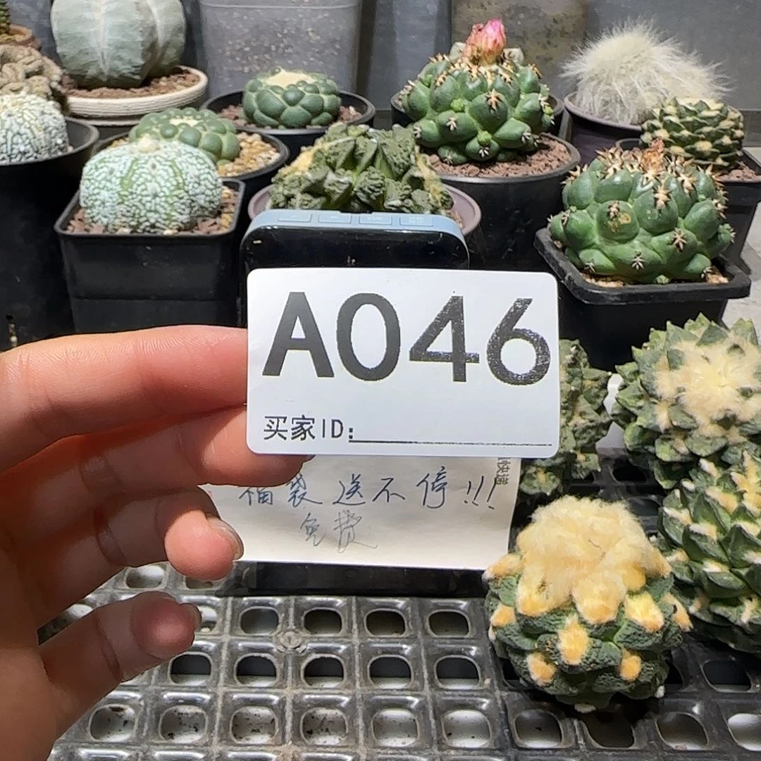 多***r实生仙人球特价一颗