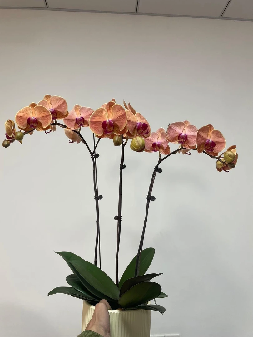 蝴蝶兰【5402】带花苞盆栽兰花大苗客厅室内植物花卉四季好养活