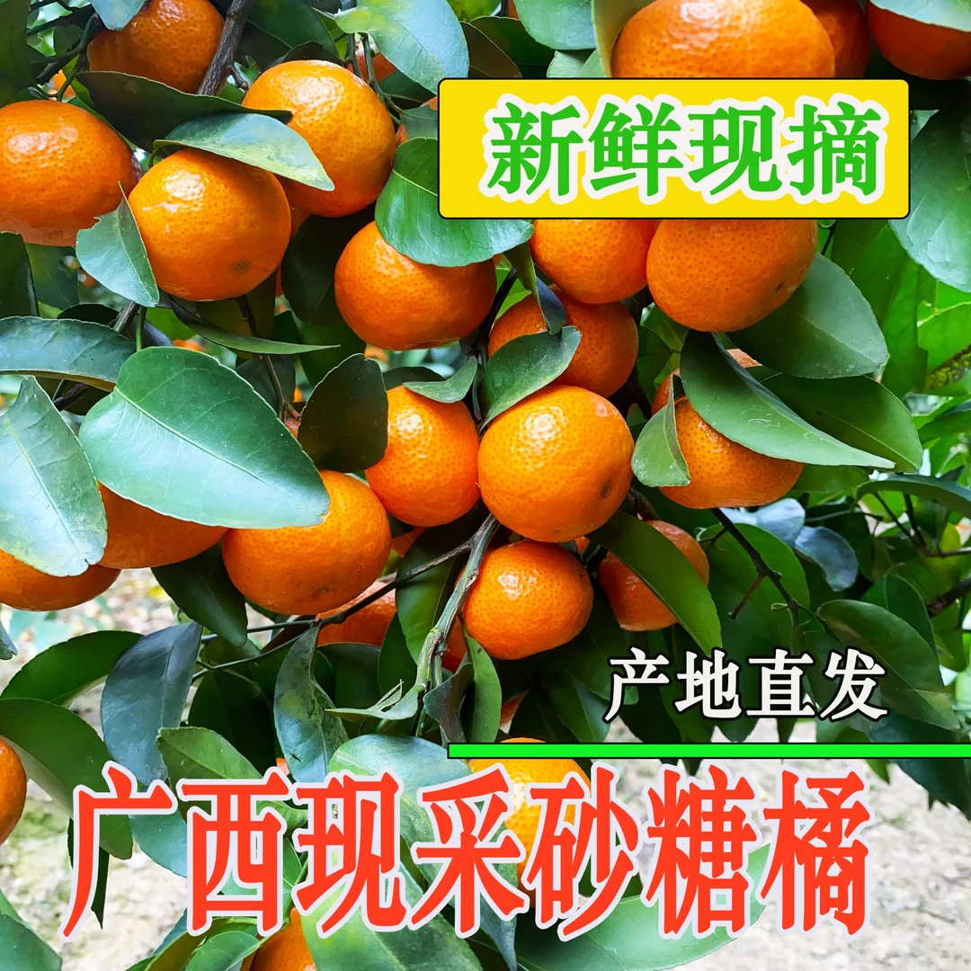 【现场采摘】广西乡村土特产砂糖橘农家自产