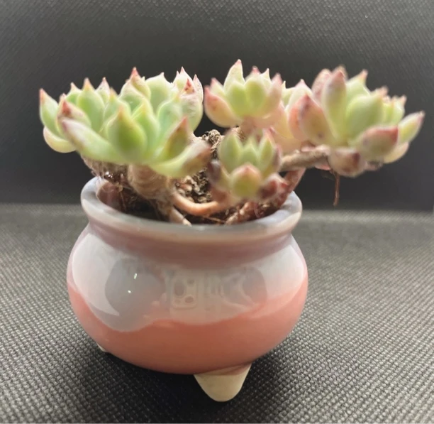 精品无土多肉 霜花（➕盆）