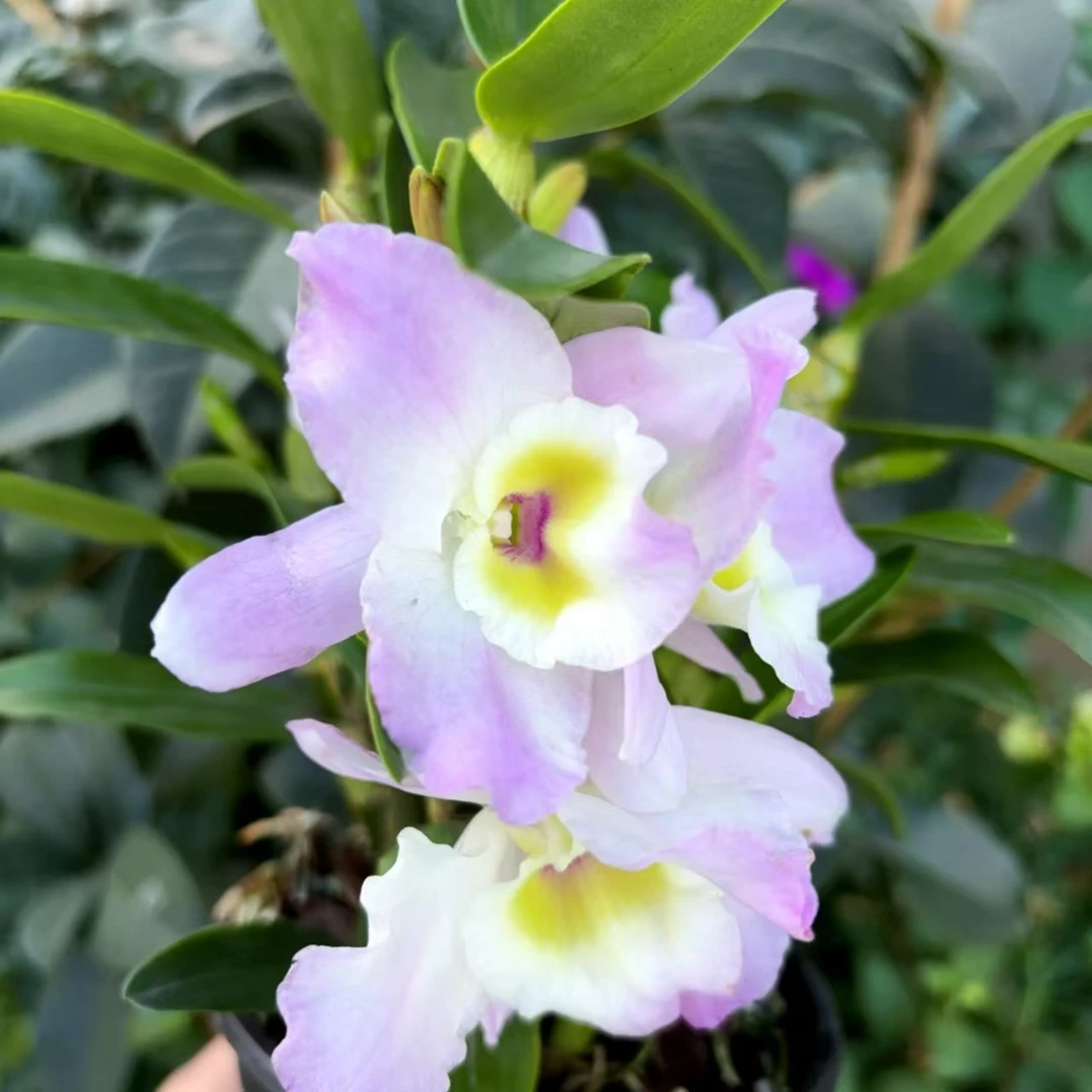 小天使春石斛 耐寒好养花期长室内阳台云南鲜花绿植