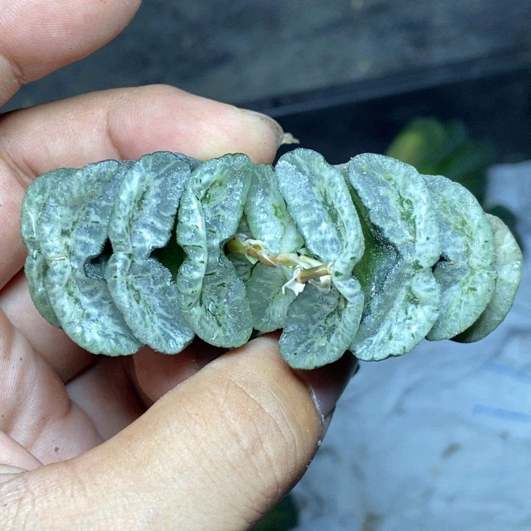 Y1玉扇一物一拍的时候