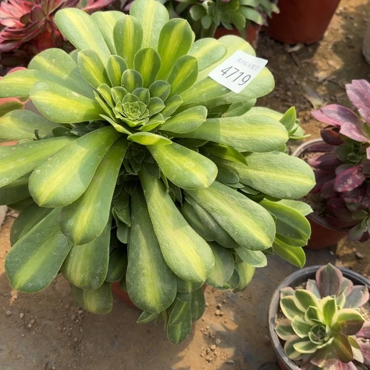 翡翠琉璃多肉法师4719