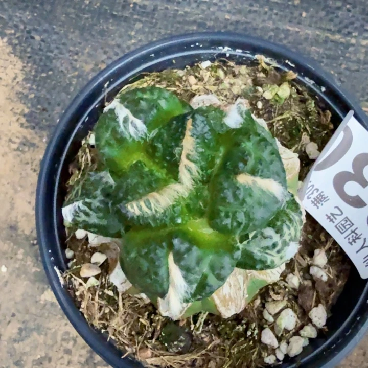 无花朵630光面连山牡丹西一