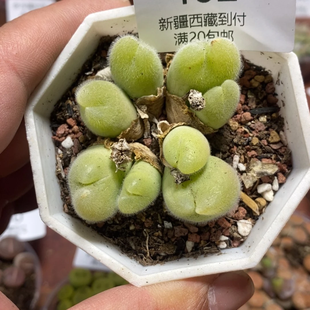 多肉蛋炒饭感谢您相伴462