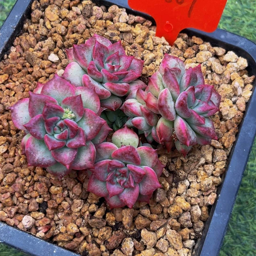 2507下午多肉植物群生