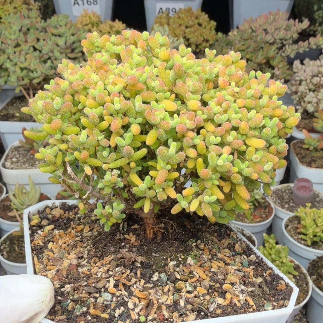 A222蜜橘糖球枝干