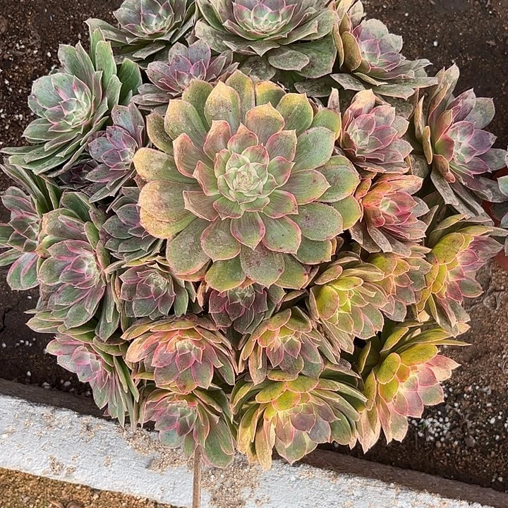 多肉植物莲花座锦…………